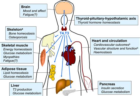 lv function hypothyroid huh